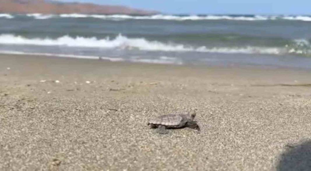 İhbar üzerine deniz kıyısına gittiler: Karşılaştıkları manzara şoke etti! Uzmanlar, o ilçede 9 gün boyunca araştırma yaptı 18